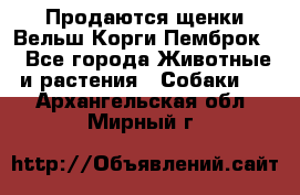 Продаются щенки Вельш Корги Пемброк  - Все города Животные и растения » Собаки   . Архангельская обл.,Мирный г.